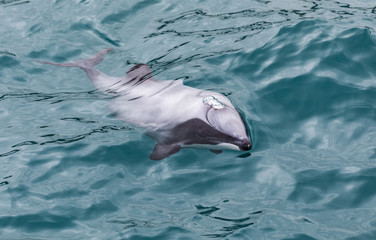 Hector's Dolphin (Cephalorhynchus hectori), the world's smallest and rarest marine dolphin, New Zealand