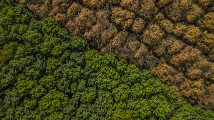 Aerial view Rubber tree forest, Top view of rubber tree and rubber leaf plantation.