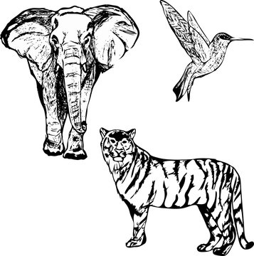 Set of vector wild animals, drawing by hand, elephant, tiger, hummingbird