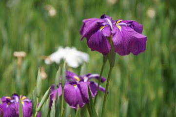 花菖蒲