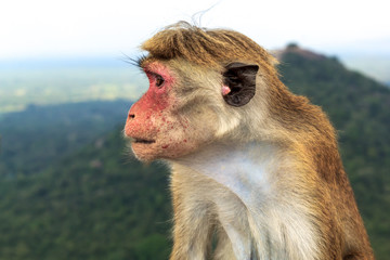 Monkey sits on the background of the mountains. Closeup