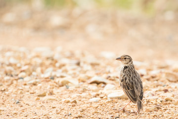 Indochinese bushlark