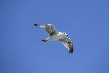 Portrait of a gull over the sea in front of Istanbul, Turkey