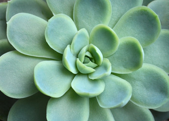  echeveria chihuahuaensis