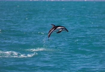 Dusky dolphin (Lagenorhynchus obscurus) jumping out of the water near Kaikoura, New Zealand.