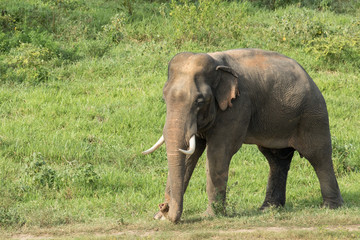 Fototapeta na wymiar Asiatic Elephant is big five animal in asia