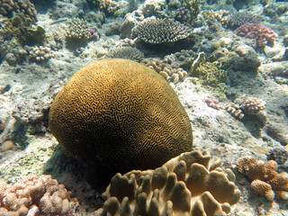 Fototapeta premium Coral found at Sabah, Malaysia