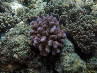 Naklejka na ściany i meble Coral found at Sabah, Malaysia