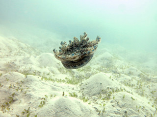 Upside down jellyfish found at Sabah island, malaysia