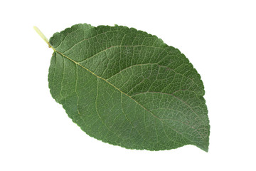 Closup plum leaf on white