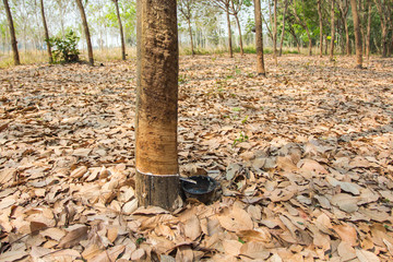 Rubber tree.