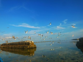 Migration bird found t Layang-layang island, Sabah