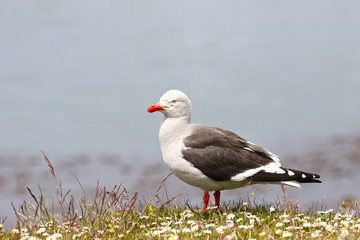 Dolphin Gull or Red-billed Gull standing in wild flower field. Ushuaia, chile, South America