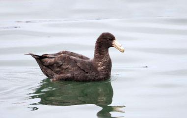 Southern giant petrel swimming, Macronectes Giganteus. Ushuaia, chile, South America