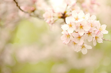 Fototapeta premium 桜の花 