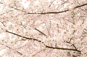 桜の花
