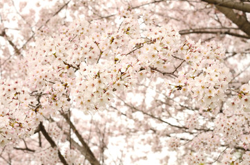 桜の花
