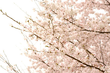 Naklejka premium 桜の花 