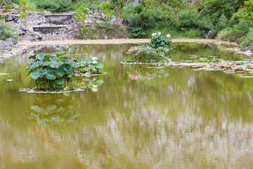Nelumbo nucifera Gaertn in the pond