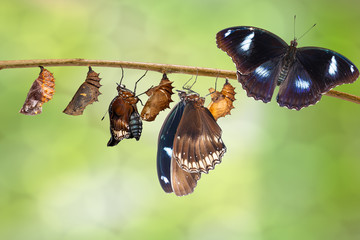 Naklejka premium Transformacja samca z gąsienicy do wielkiego motyla jajecznego (Hypolimnas bolina Linnaeus) na gałązce