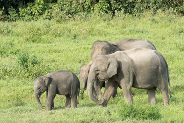 Asiatic Elephant is big five animal in asia