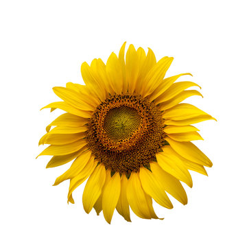 Helianthus annuus on whrite background