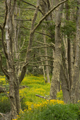 A Carpet of Buttercups in a Deciduous Forest with Moss Covered Trees