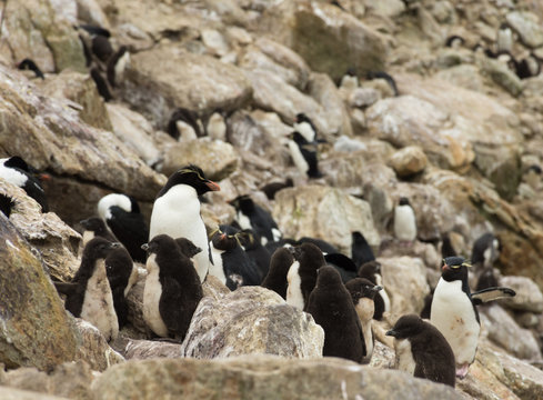 A Creche of Rockhopper Penguin Chicks among Tan Colored Rocks