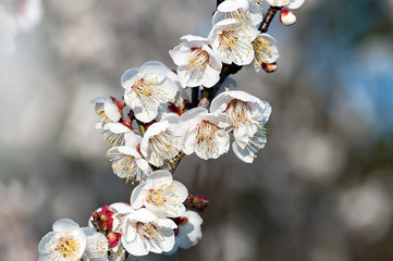 満開の白い梅の花
