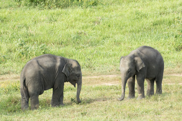 Fototapeta premium Asiatic Elephant is big five animal in asia