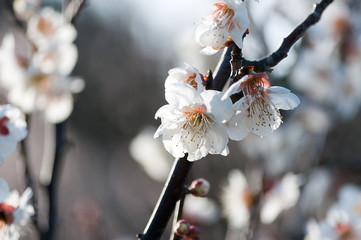 光に包まれる白い梅の花