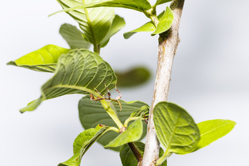 Close up of second instar leaf insect (Phyllium westwoodi) on its host plant