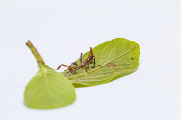Close up of second instar leaf insect (Phyllium westwoodi) on its host plant