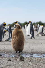 Obraz premium A Stout Juvenile King Penguin or Oakum Boy with its brown downy feathers. Adult king penguins are in the background. 