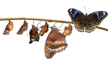 Isolated transformation of female from caterpillar to great eggfly butterfly ( Hypolimnas bolina...