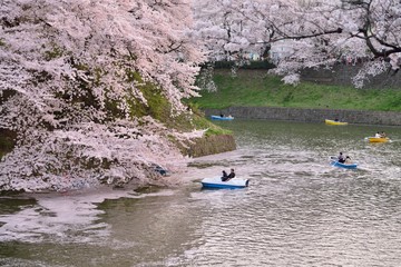 falling japanese cherry blossom at imperial palace with boat in early spring