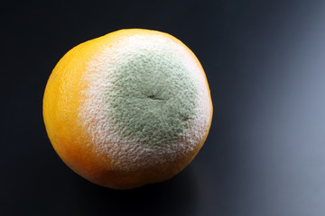rotting grapefruit on a dark background.
