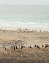 Gentoo Penguins Overlooking the Ocean