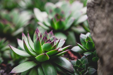 group of green ecclesiastical bushes grows on stones