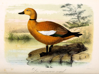 Illustration of a bird.