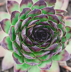 beautiful green bush of echeveria grows on ground