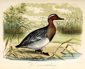 Illustration of a bird.