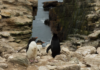 Three Rockhopper Penguins at the Top of a Steep Cliff