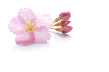 Crédence de cuisine en plexiglas Fleur de cerisier Sakura fleur printemps fond blanc