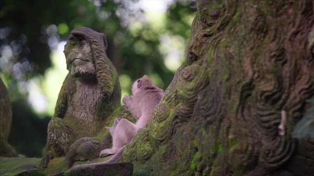 sacred monkey forest