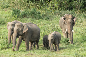 Asiatic Elephant is big five animal in asia