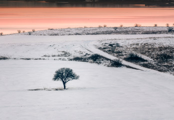 Alone tree in a field at sunset, winter season