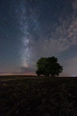 Lonely tree in a field under the Milky way