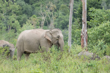 Asiatic Elephant is big five animal in asia