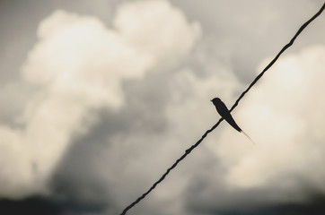 bird on the wire. grey sky